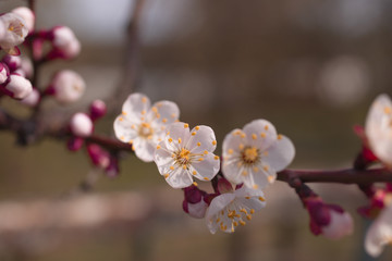 Apricot flower inflorescences on blurred background.