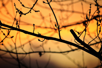 tree in a sunset