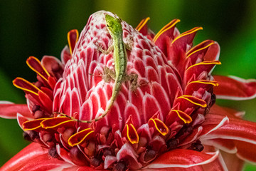 Karibische Porzellanrose mit Eidechse / Großaufnahme 