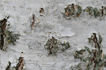 Natural pattern of birch bark