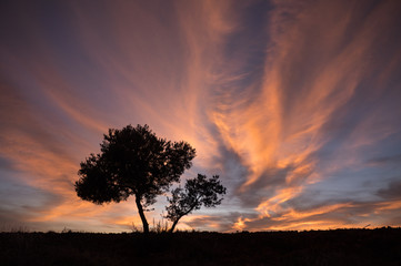 Atardecer entre olivos