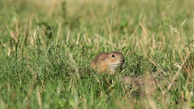 European ground squirrel, spermophilus citellus, european souslik, Slovakia