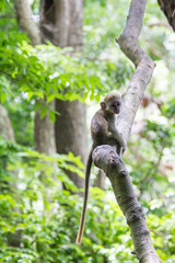 Sitting Baby Green Tailed Monkey