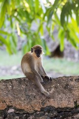 Sitting Juvenile Monkey