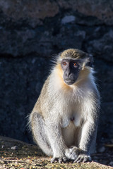 Observant Mother Monkey