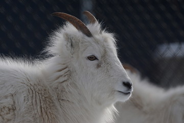 Shall's sheep calf