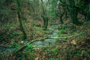 Beautiful deep forrest in Kaz Mountains Turkey