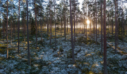 Forest in winter