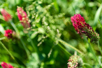 Blumenwiese, Sommerwiese