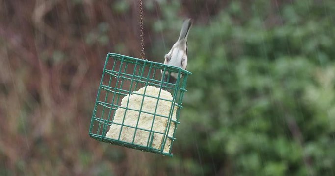 Dark-eyed Junco under rain