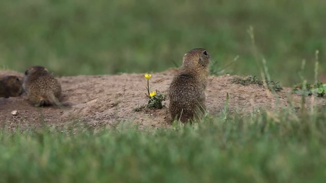 European ground squirrel, spermophilus citellus, european souslik, Slovakia