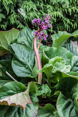 Beautiful purple flower with a very intense green background. Image