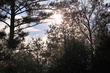 Obraz na płótnie Canvas Sunshine through the Trees