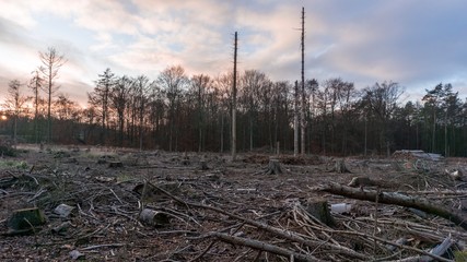 gerodete Landschaft