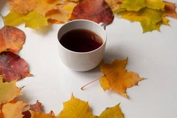 drinks, season and people concept - cup of black tea and autumn maple leaves on white background