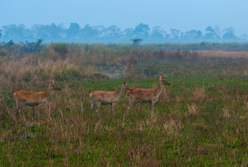 Swamp deers (barasingha) on a meadow in Kaziranga National Park, India.