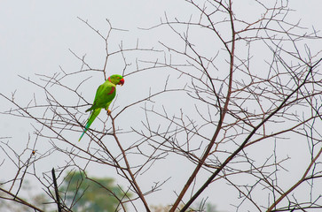 An Alexandrine Parakeet (Alexandrine parrot) sitting on a branch in the Kaziranga National Park.