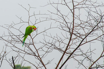 An Alexandrine Parakeet (Alexandrine parrot) sitting on a branch in the Kaziranga National Park.