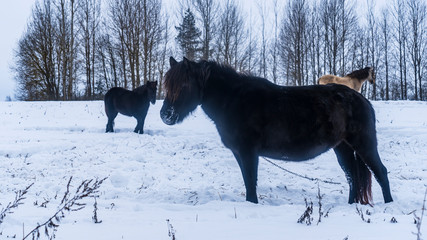 The herd of horses walks on the snow covered field. Funny shaggy horse looks at us. Animal and countryside concept.