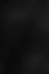 Spinne Spinnennetz Spinnweben