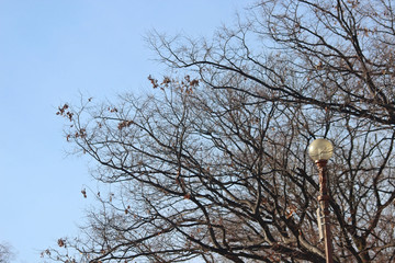 겨울 나무가지 와 가로등