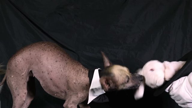 Xoloitzcuintle dog with a bow tie on the neck pulls the ear of a toy Bunny on a black background