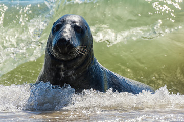 Helgoland / Kegelrobbe © Andreas