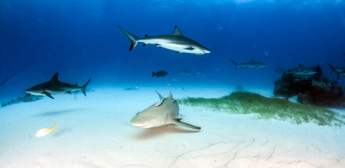 Caribbean reef shark and lemon shark at the Bahamas