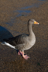 Duck posing for the camera. Image.