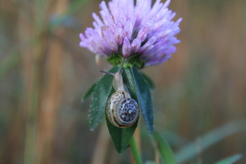 A small snail crawls on a lush fragrant flower on a plant stem