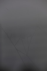 Spinne Spinnennetz Spinnweben