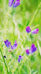 Beautiful blue, purple and pink flowers on  green background close-up.  Blooming meadows, wild grass and flowers concept. Natural floral botanical backdrop. Selective focus. Copy space.