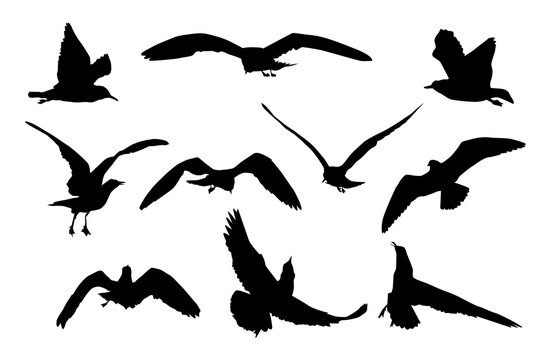 Set of black flying seagull silhouettes isolated on white background. Collection of cartoon seagulls and sea gull silhouette. Variety flying atlantic seabird in a flat style. Stock vector illustration