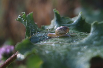Snail creeping on a leaf of burdock