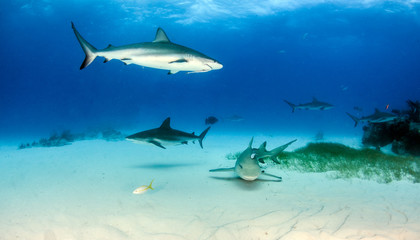 Caribbean reef shark and lemon shark at the Bahamas