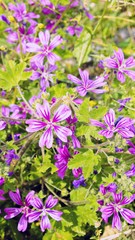 Beautiful blue, purple and pink flowers on  green background close-up.  Blooming meadows, wild grass and flowers concept. Natural floral botanical backdrop. Selective focus. Copy space.