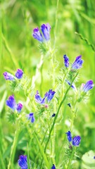 Beautiful blue, purple and pink flowers on  green background close-up.  Blooming meadows, wild grass and flowers concept. Natural floral botanical backdrop. Selective focus. Copy space.