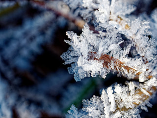 Rime on a blade of grass close-up. Snowflakes close-up.