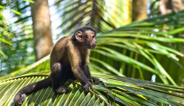 Guyane