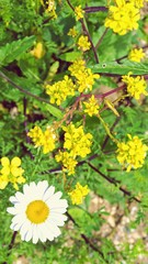 Pharmaceutical chamomile or Chamomile medicinal or Chamomile trimmed (Matricaria chamomilla). Bright wildflowers with white petals and yellow stamens and pistils. Selective focus image.