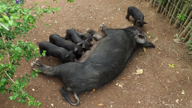 Pig feeding piglets, Santo Domingo, Sierra Maestra, Granma Province, Cuba