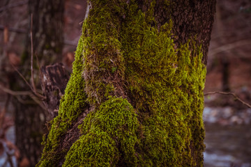 Old tree texture close up photo