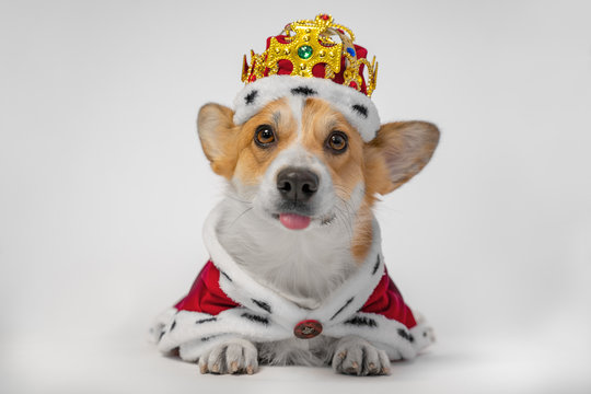 Funny dog pembroke welsh corgi teasing by sticking out his tongue, in the gold crown and red mantles, like a queen, a prince on a white studio background