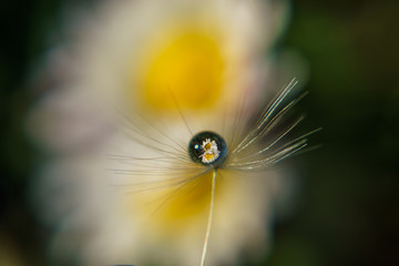 water droplet on dandelion against wild flower