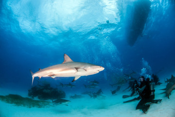 Obraz premium Caribbean reef shark at the Bahamas