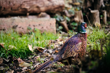 Male red neck pheasant exploring a domestic garden