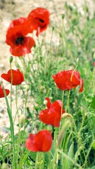 Wild red poppies in field. Wildflowers with bright purple and scarlet petals close-up. Blooming meadows, wild grass and flowers concept. Natural floral botanical backdrop. Selective focus