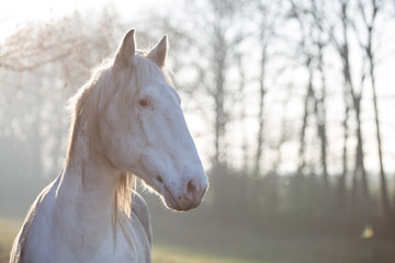 Portrait eines wei&szlig;en Pferds im Nachmittagslicht