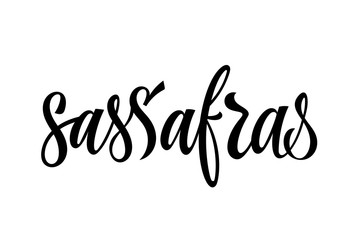 Fototapeta na wymiar Sassafras - vector hand drawn calligraphy style lettering word. Isolated script spice text label. Labels, shop design, cafe decore etc