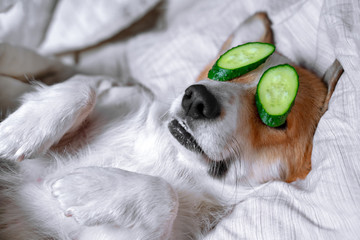Cute red and white corgi lays on the bed  relaxed from spa procedures on face with cucumber, covered with a towel. Head on the pillow, covered by blanket, paw up.